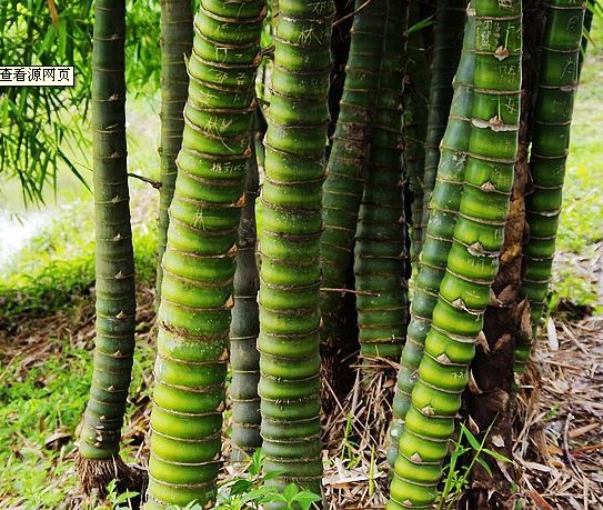 竹子的種類